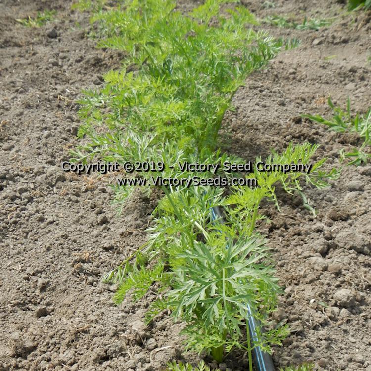 'Kuroda' carrot plants.