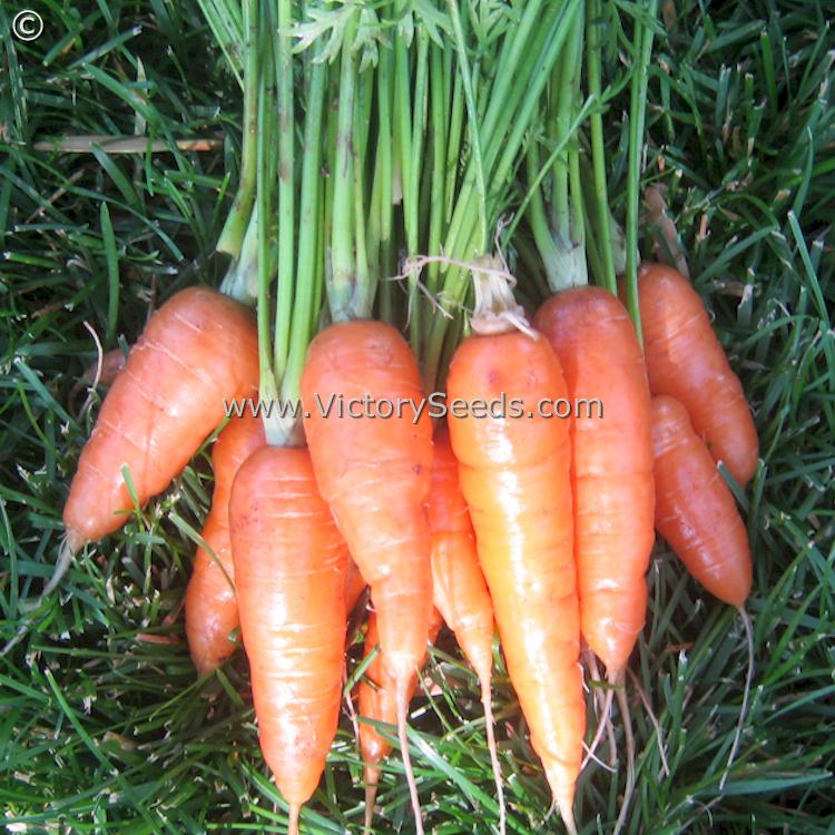'Scarlet Nantes' carrots. Photo submitted by Kate Agner of Colorado.