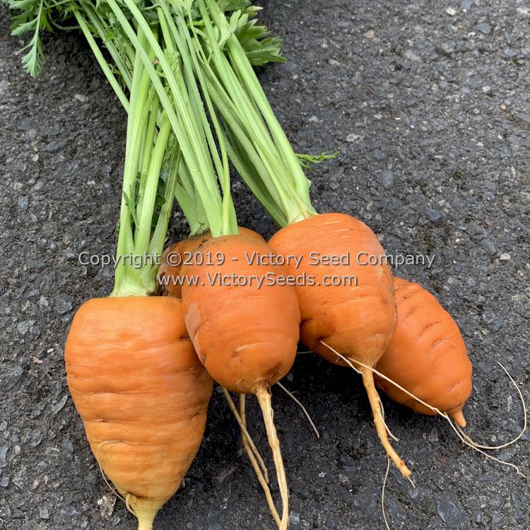 'Oxheart' carrots.
