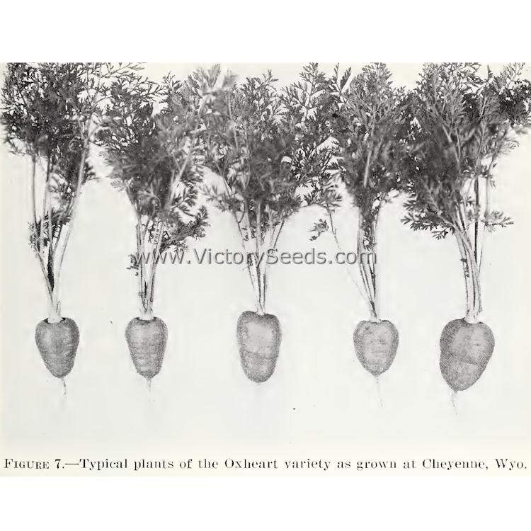 'Oxheart' carrots. Image by the USDA.