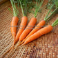 'Shin Kuroda' carrots.