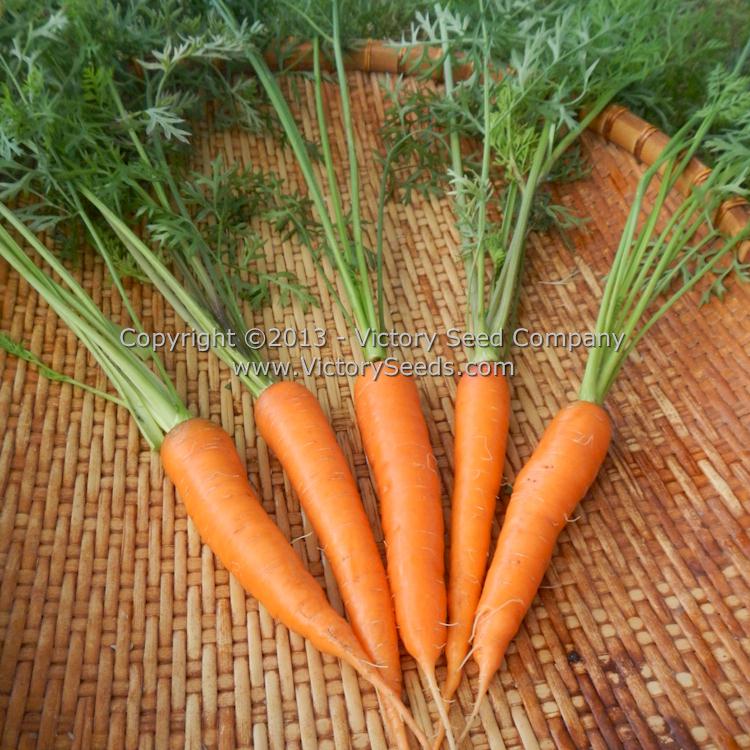 'Shin Kuroda' carrots.