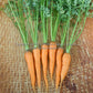 'St. Valery' carrots.