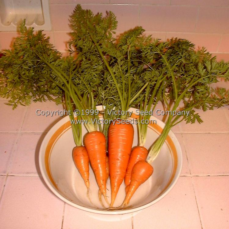 'Danvers 126' carrots.