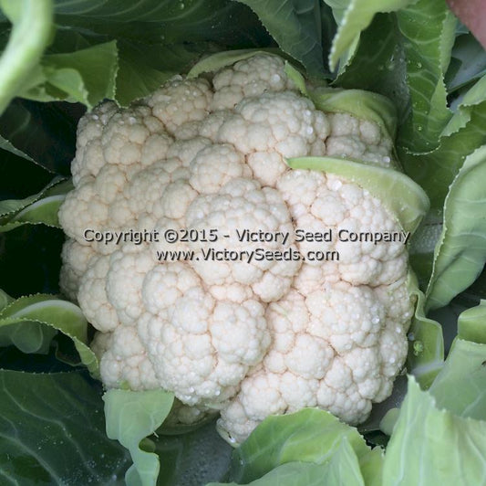'Early Snowball' cauliflower.