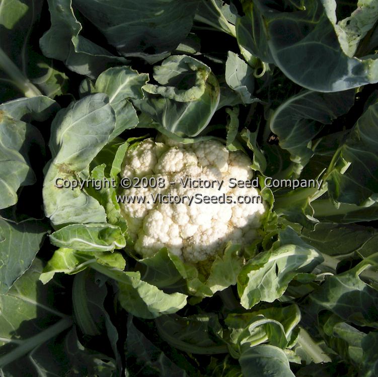 'Early Snowball' cauliflower.