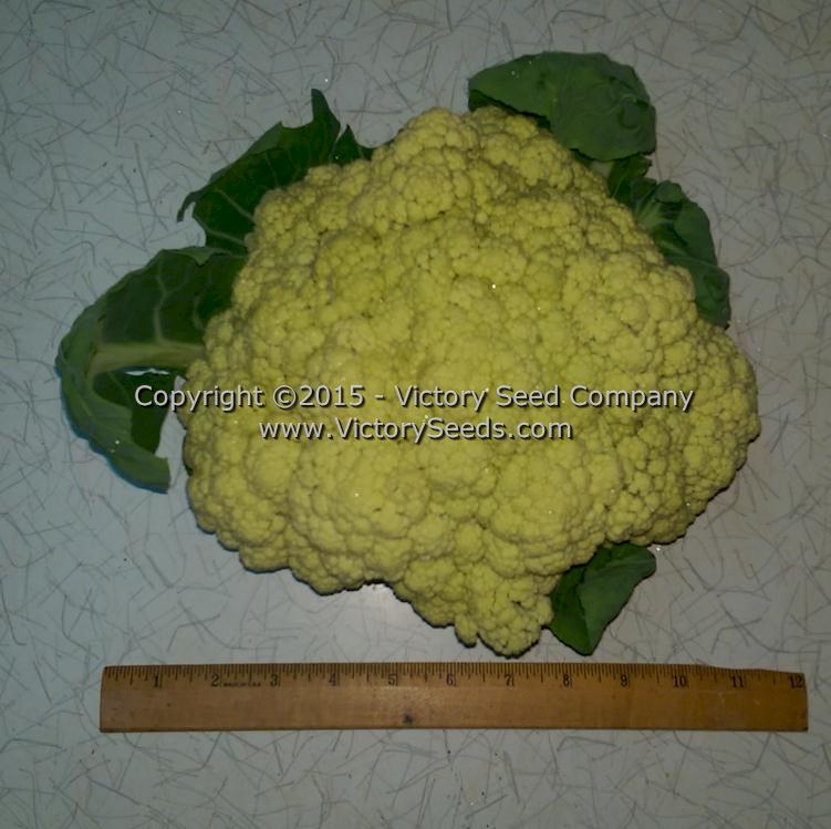 This is the same head of 'Igloo' cauliflower that was harvested 11/6/15, but under lousy indoor lighting. Shown here to display its size.