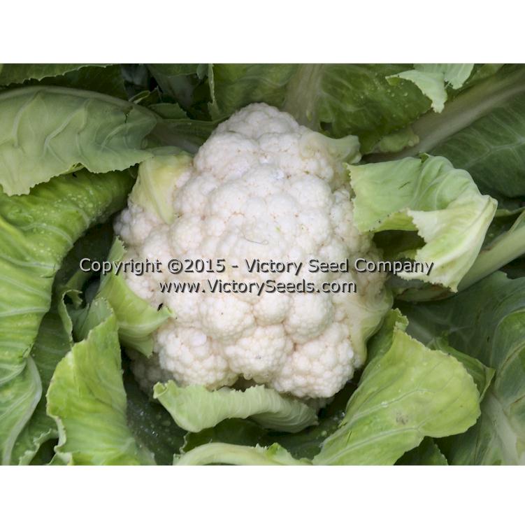 'Snowball Self-Blanching' cauliflower.