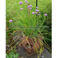Chives grown in an old strawberry pot on our patio. This plant is over ten years old.