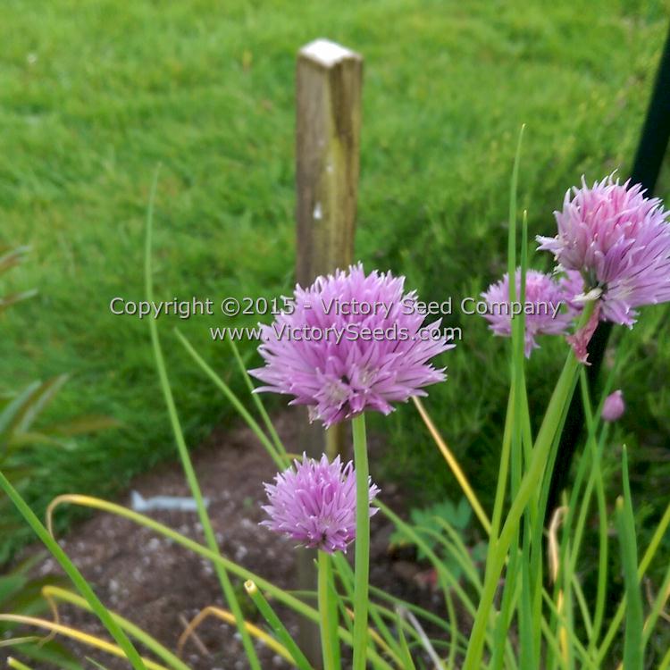 Chives in bloom.