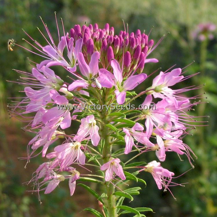 'Rocky Mountain Beeplant' (Cleome serrulata).