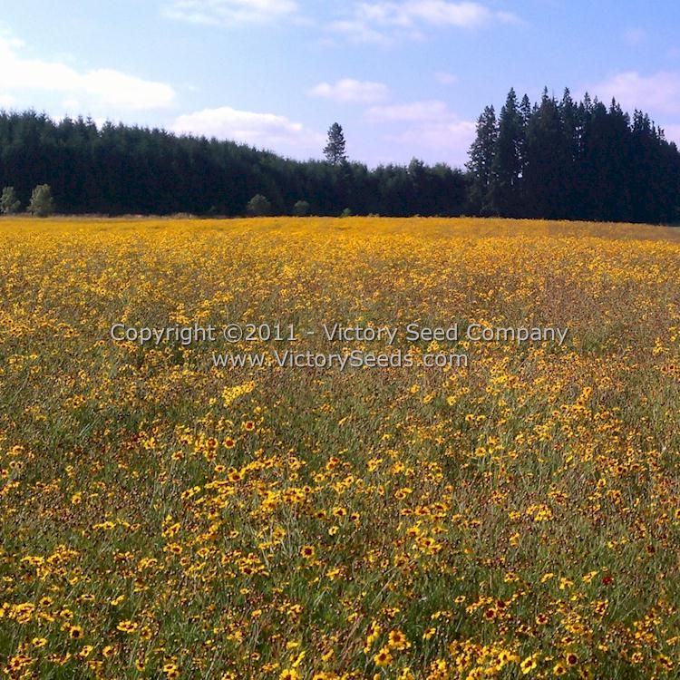 If you had about 200 acres of 'Plains Coreopsis' growing, this is what it would look like!