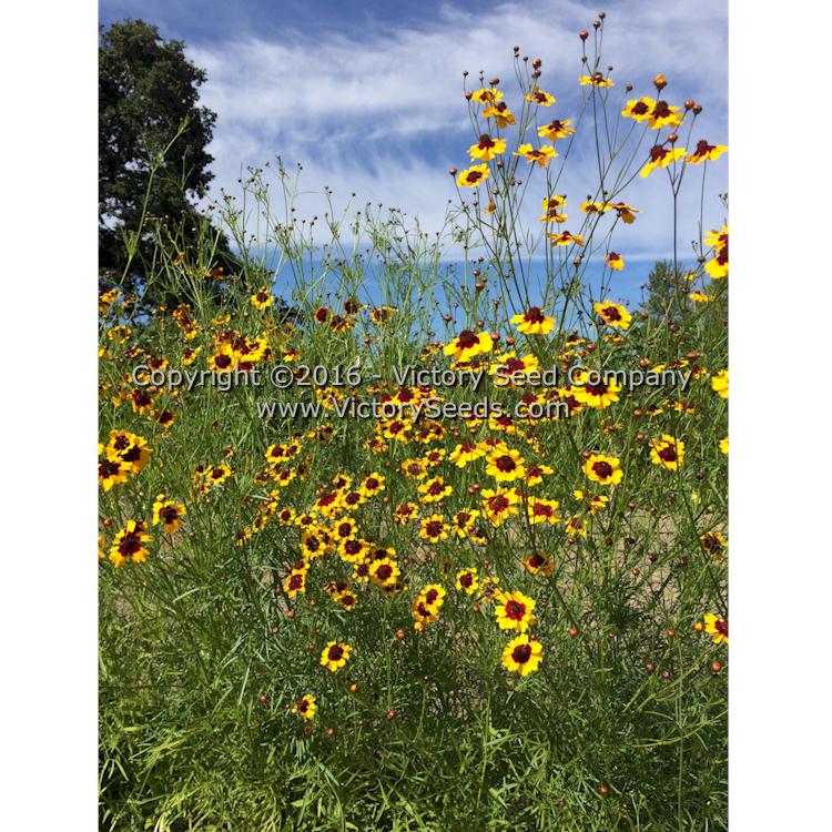We love 'Plains Coreopsis' enough that it made it on the cover of our 19th catalog in 2017.