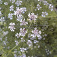 Coriander (Cilantro) flowers.