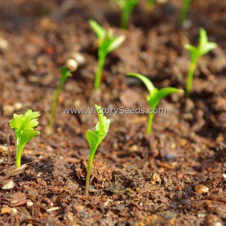 Coriander (Cilantro) seedlings.
