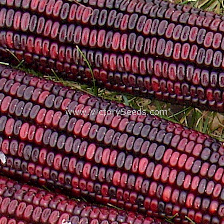 Close up of 'Bloody Butcher' dent corn kernels.