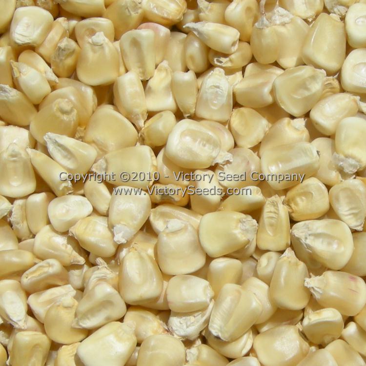'Boone County White' dent corn kernels.