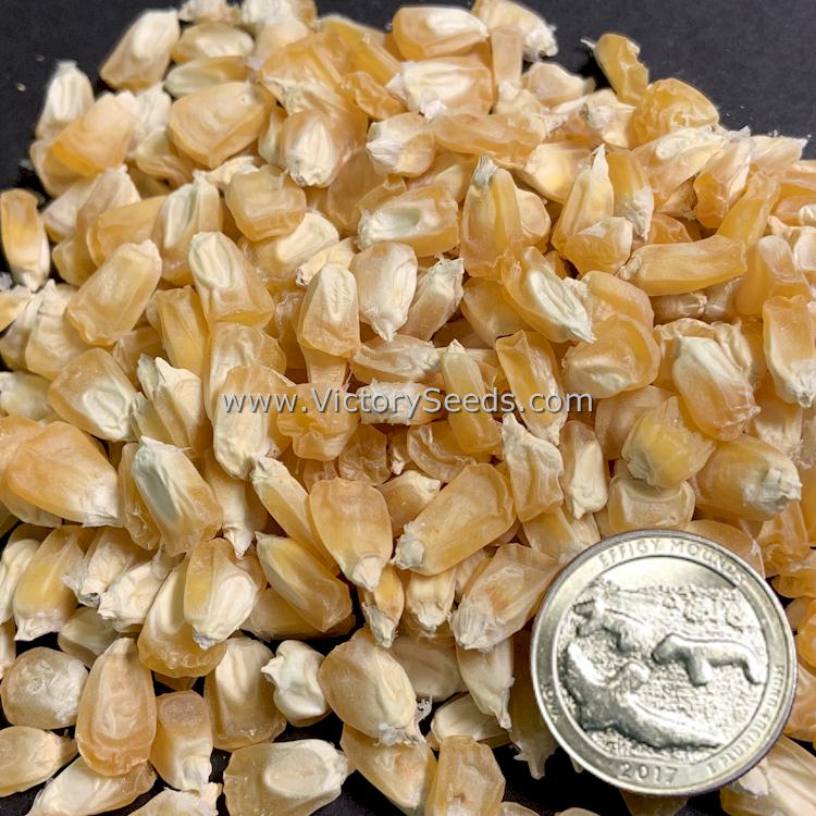 'Buhl' sweet corn seeds.