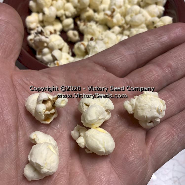 'Dynamite' (South American Yellow) popcorn.