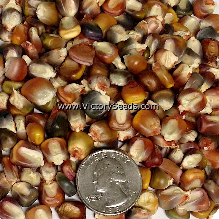 Earth Tones dent corn kernels.