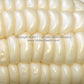 'Gill's Early White Market' Sweet corn kernels.