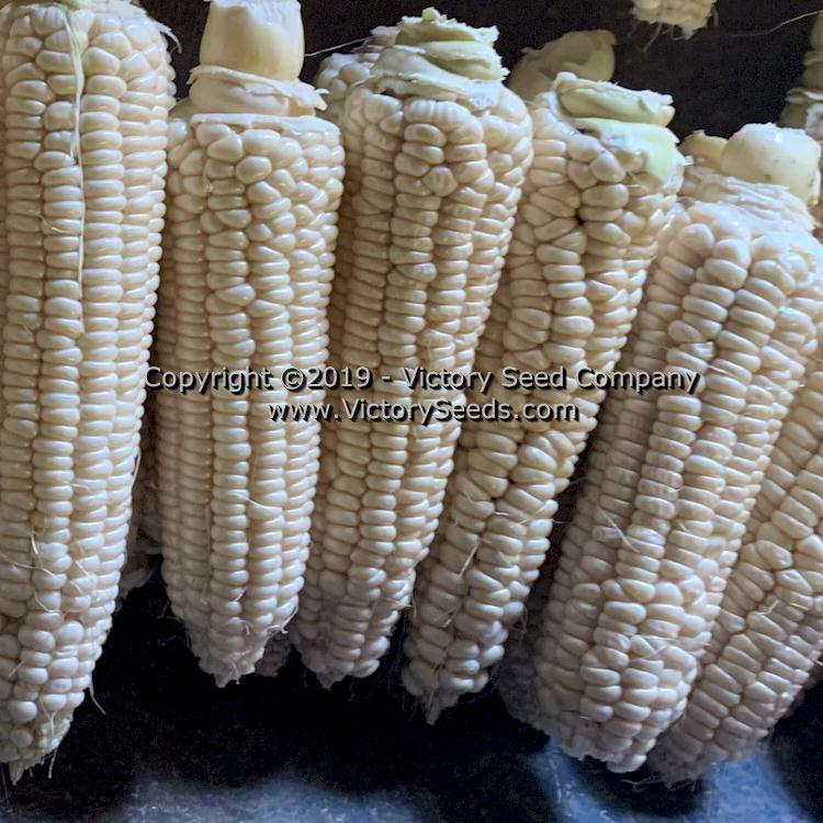 'Gill's Early White Market' Sweet corn.