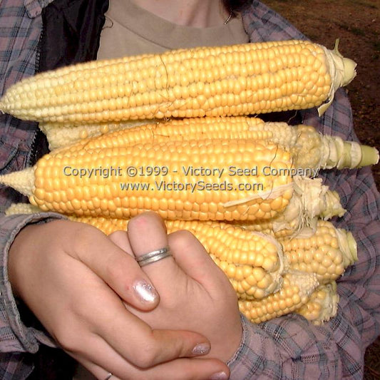 'Golden Bantam' sweet corn.
