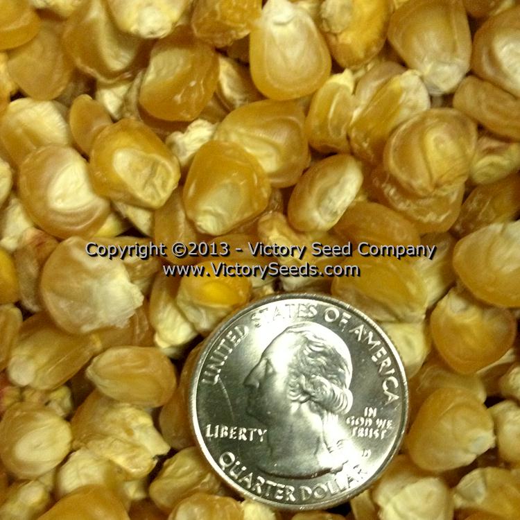 'Golden Bantam' sweet corn kernels.