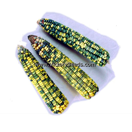 Green and Gold dent corn.