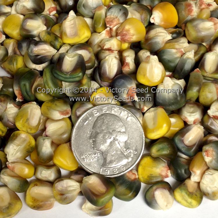 Green and Gold dent corn kernels.