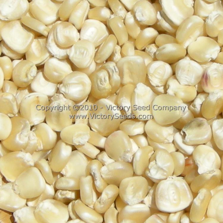 'Hickory King' white dent corn kernels.