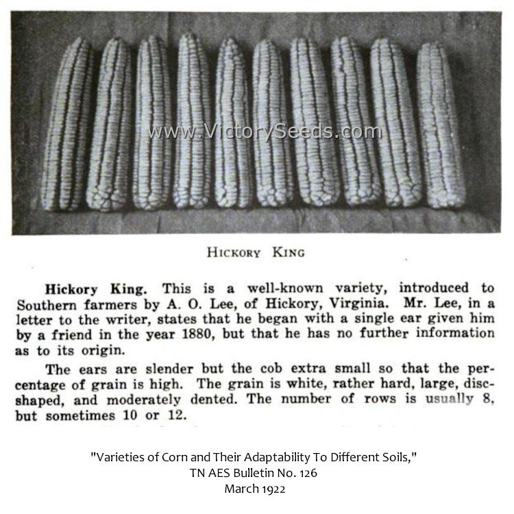 'Hickory King' white dent corn from a 1922 agriculture bulletin.