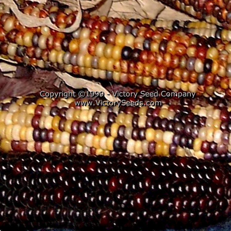 'Indian Ornamental' (aka 'Rainbow') corn.