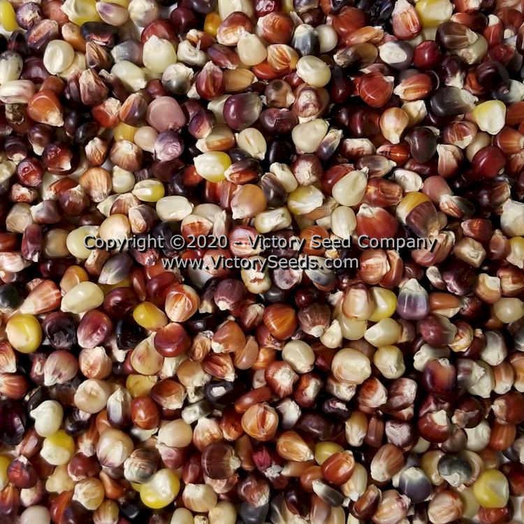 A photo showing the beautiful color diversity of 'Indian Ornamental' (aka 'Rainbow') corn kernels.