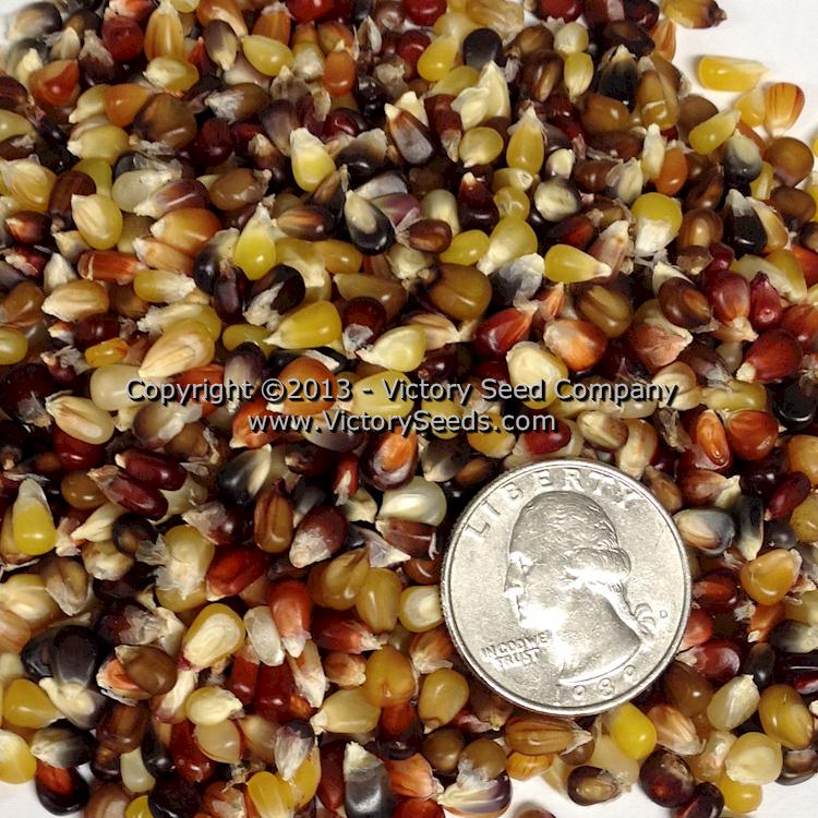 'Miniature Colored' popcorn kernels.