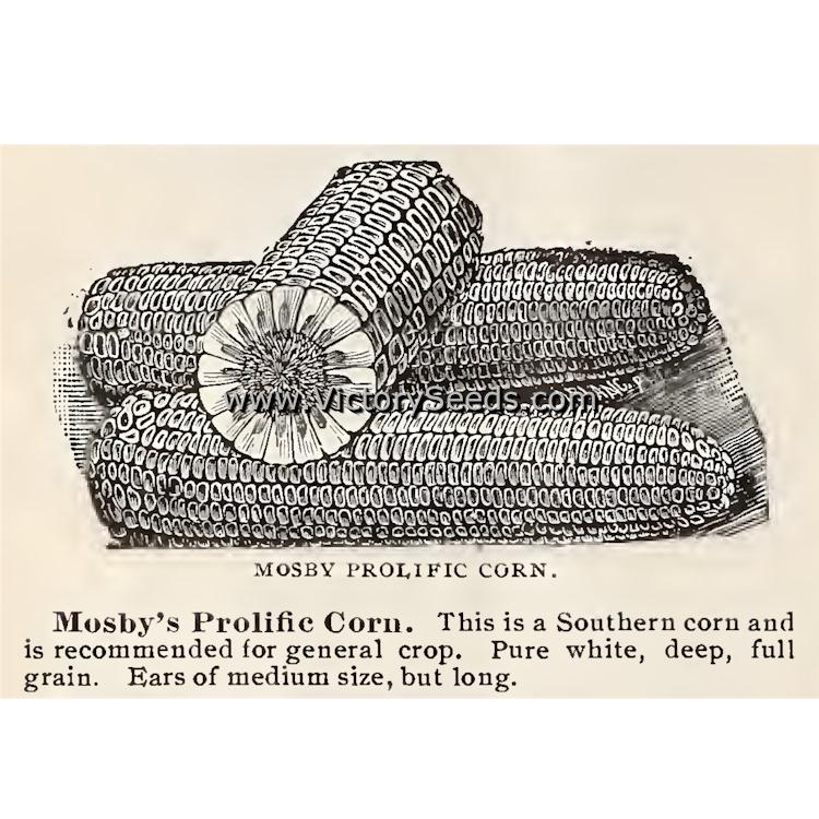 'Mosby Prolific' dent corn from the 1900 Otto Schwill & Co. seed catalog.