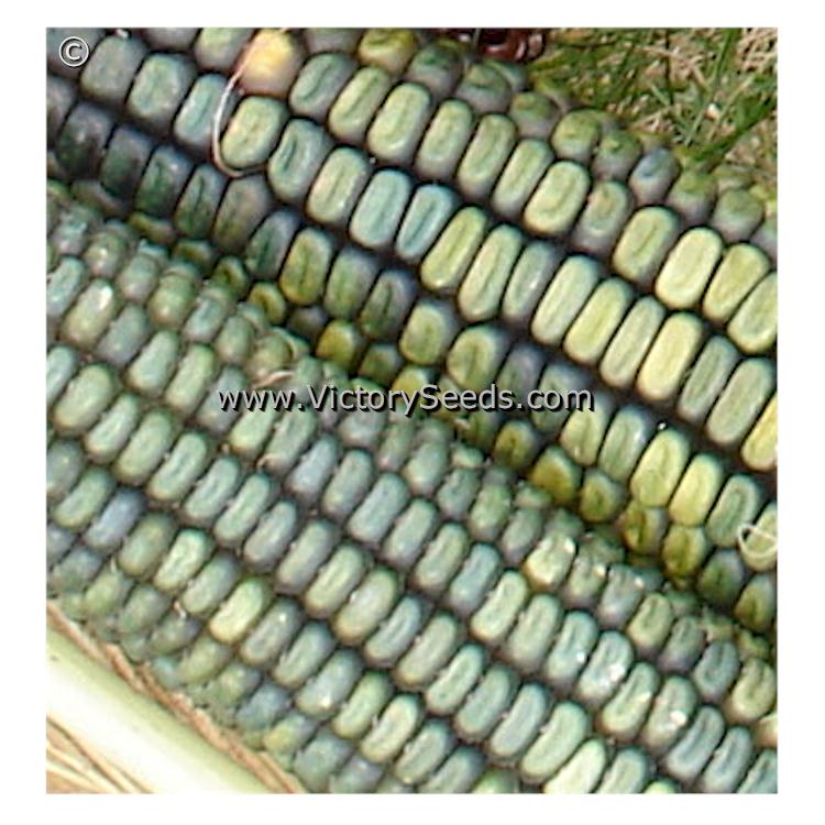 'Oaxacan Green' dent corn.