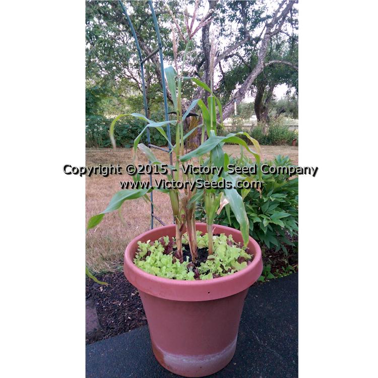 'Orchard Baby' sweet corn in a large patio planter.
