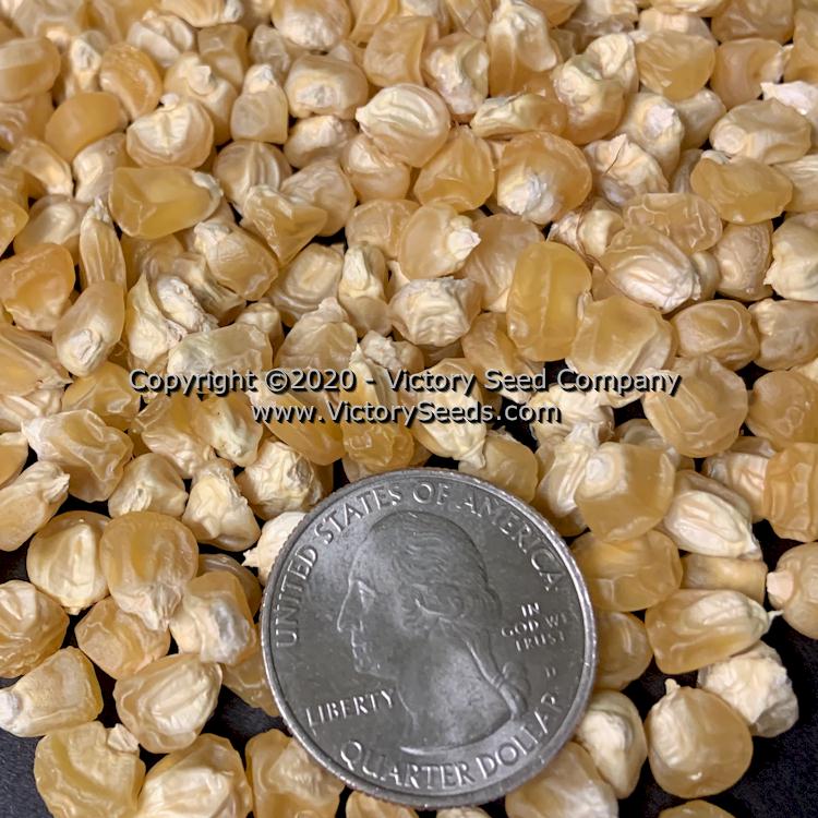 'Orchard Baby' sweet corn seeds.