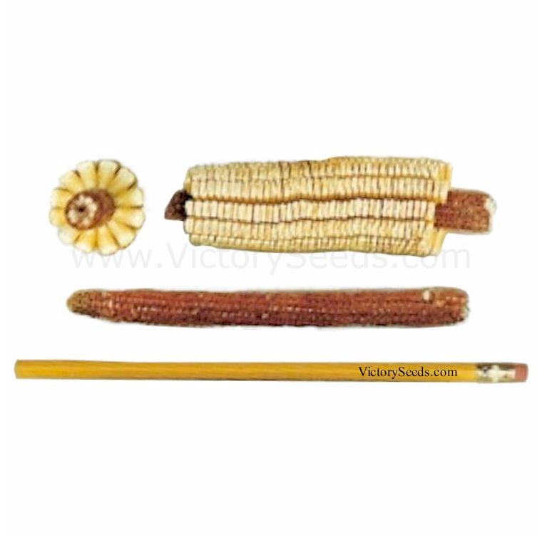 'Pencil Cob' corn.
