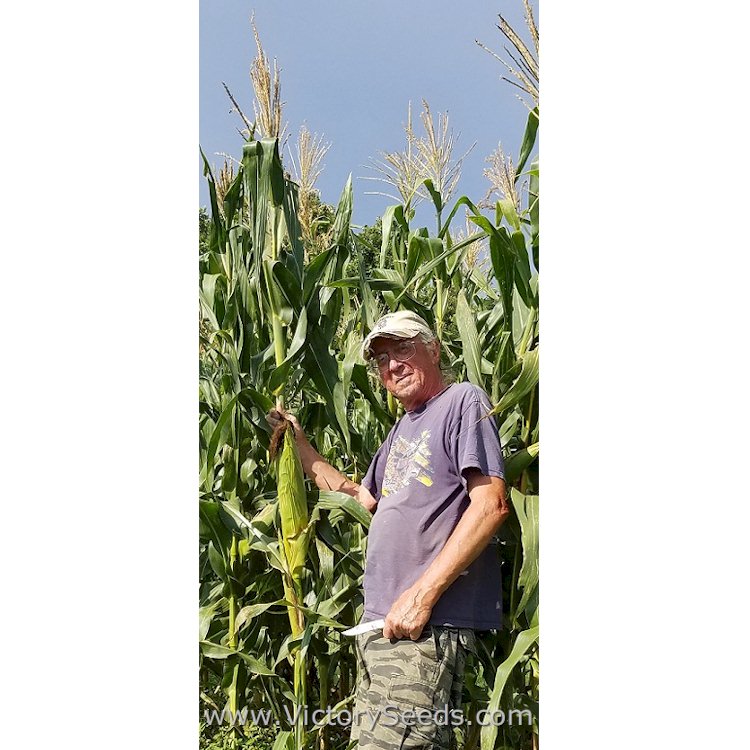 Hoppy Hopkins with 'Petmecky' corn growing in Texas.