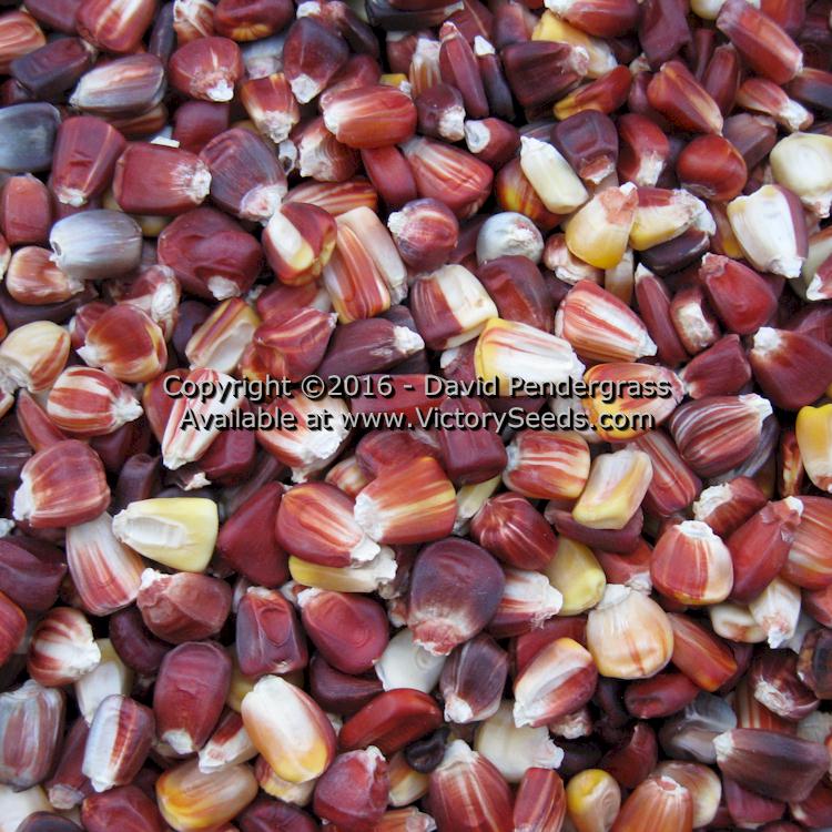 'Petmecky' corn kernels.