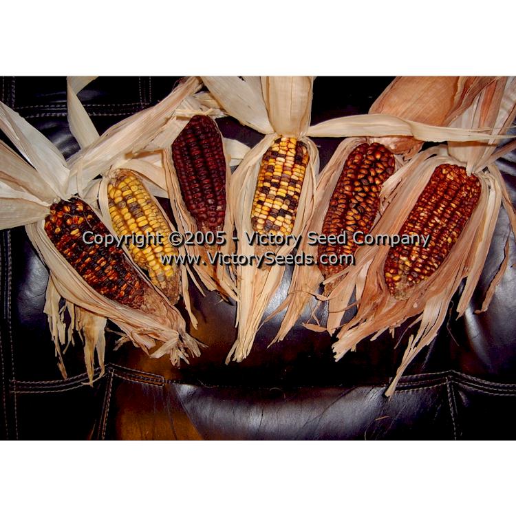 Some of the last ears of 'Petmecky' corn grown in Texas by the family.