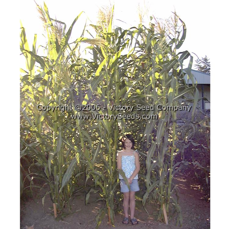 'Petmecky' corn grown in Oregon.