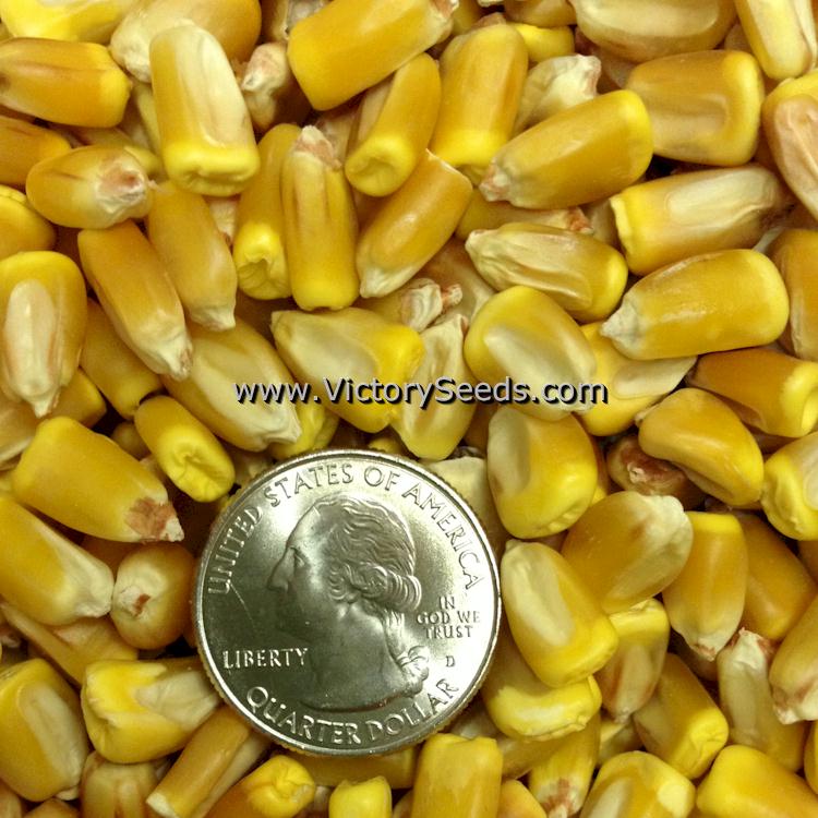 'Reid's Yellow Dent' corn kernels.
