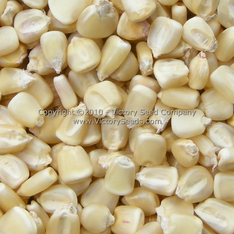 'Silver King' corn kernels.