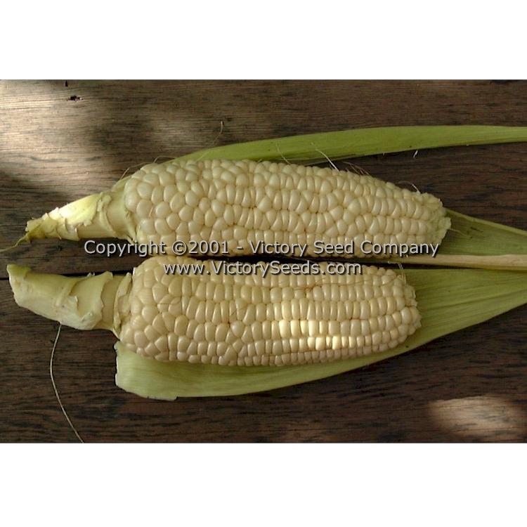 'Stowell's Evergreen' corn.