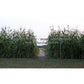 'Stowell's Evergreen' corn plants.