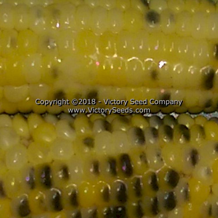 Close-up of buttered 'Triple Play' sweet corn ears.