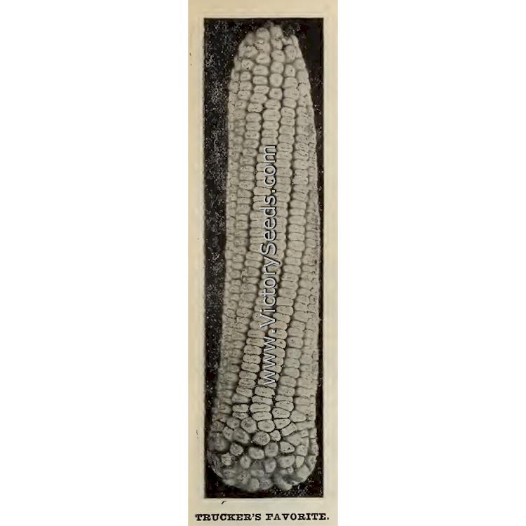 Circa 1899 photograph of 'Trucker's Favorite White' dent corn from the T.W. Woods catalog.